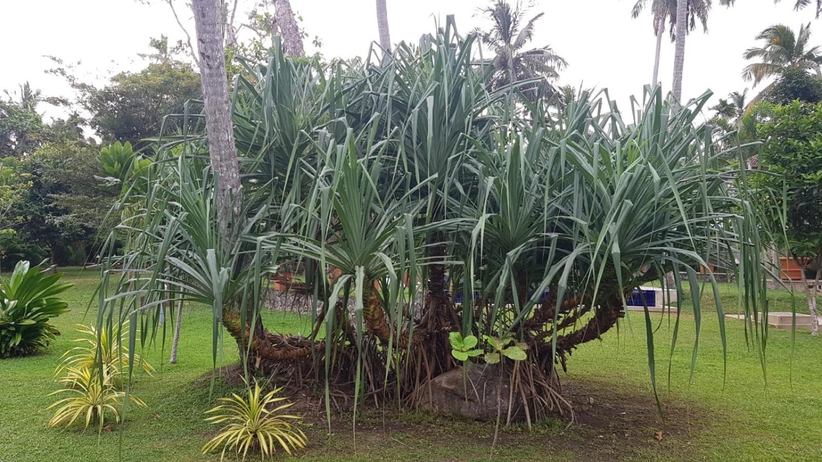 Avalon Village Resort Induruwa Exterior foto